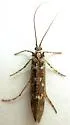 Lenarchus rillus