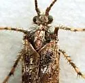 Lenarchus rillus - photo 2