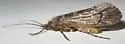 Lenarchus rillus - photo 3