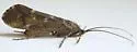 Lenarchus rillus - photo 4