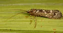Lenarchus rillus - photo 5