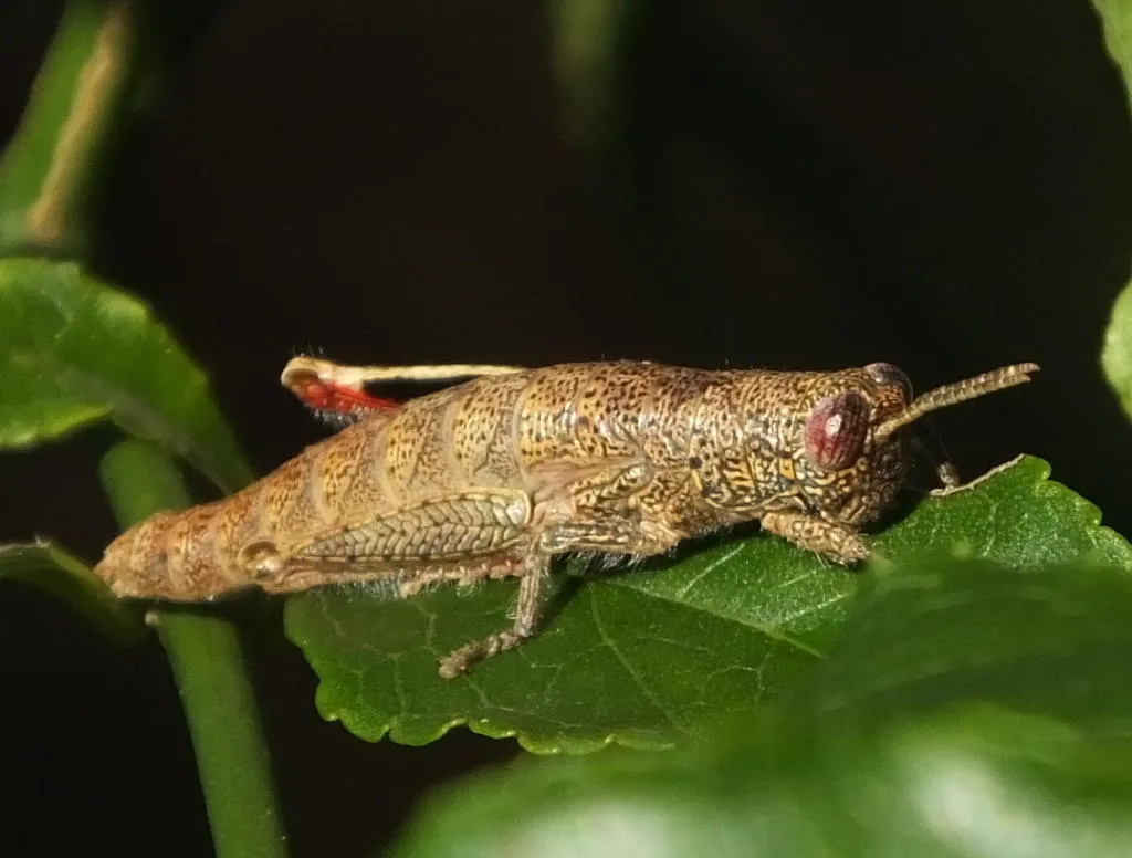 Wingless Grasshoppers - photo 2
