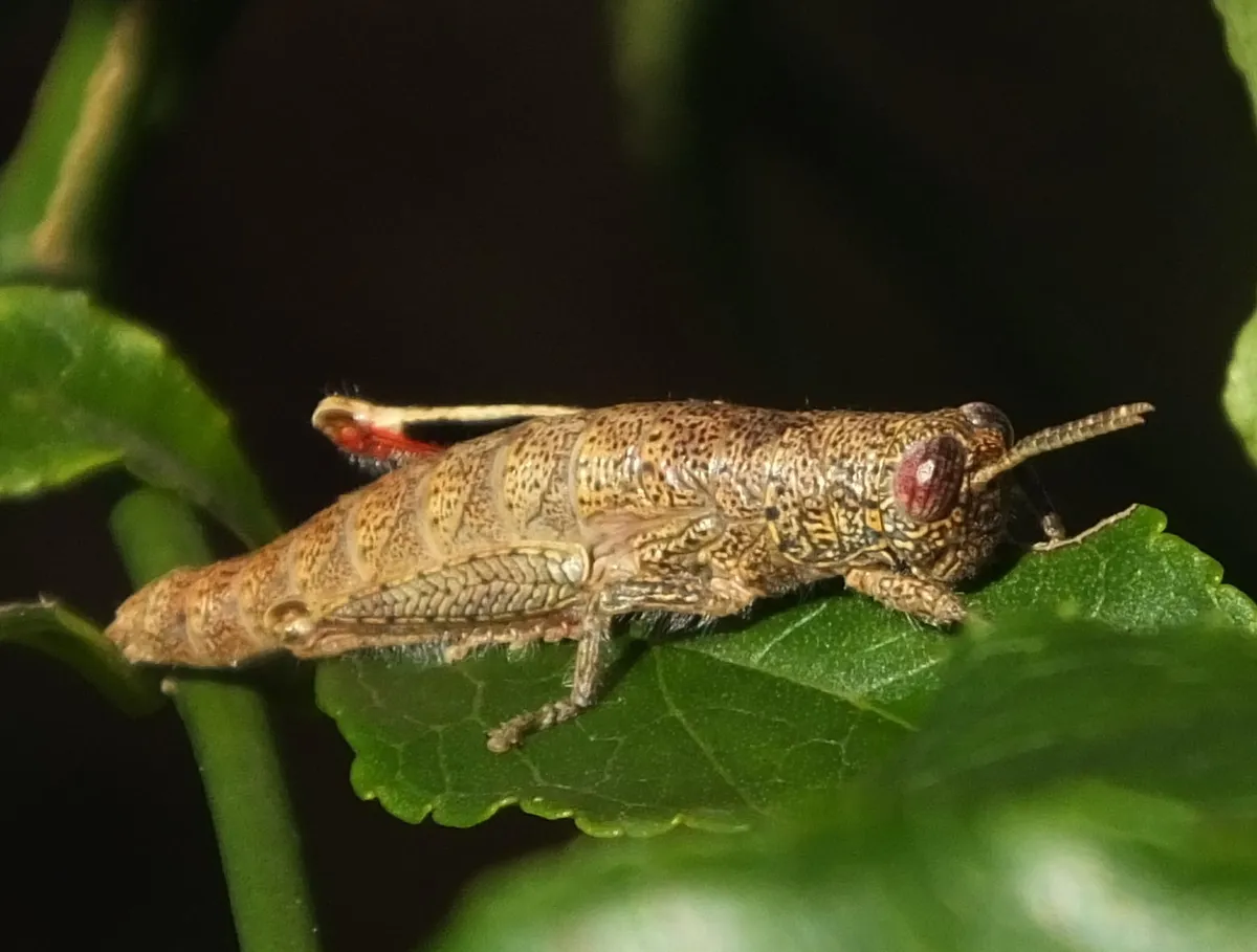 Wingless Grasshoppers - photo 3