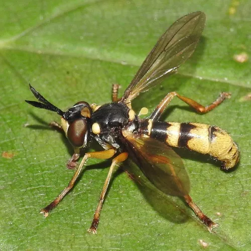 Leopoldius signatus