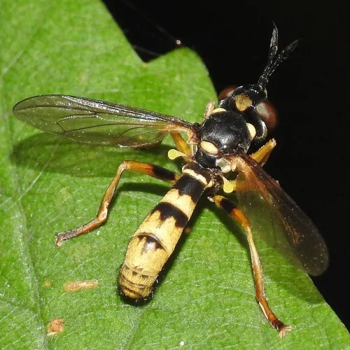 Leopoldius signatus - photo 2