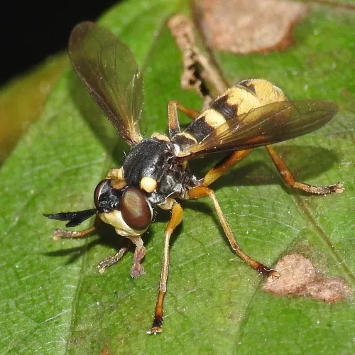 Leopoldius signatus - photo 3