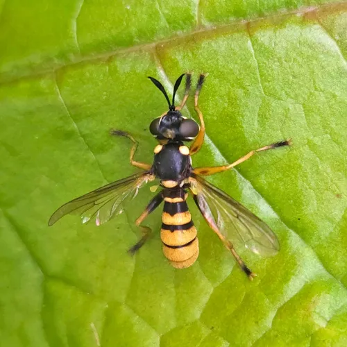 Leopoldius signatus - photo 4