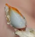 Goose Barnacle