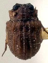Lepiceridae - photo 3