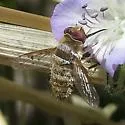 Lepidanthrax angulus