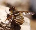 Lepidanthrax angulus - photo 4