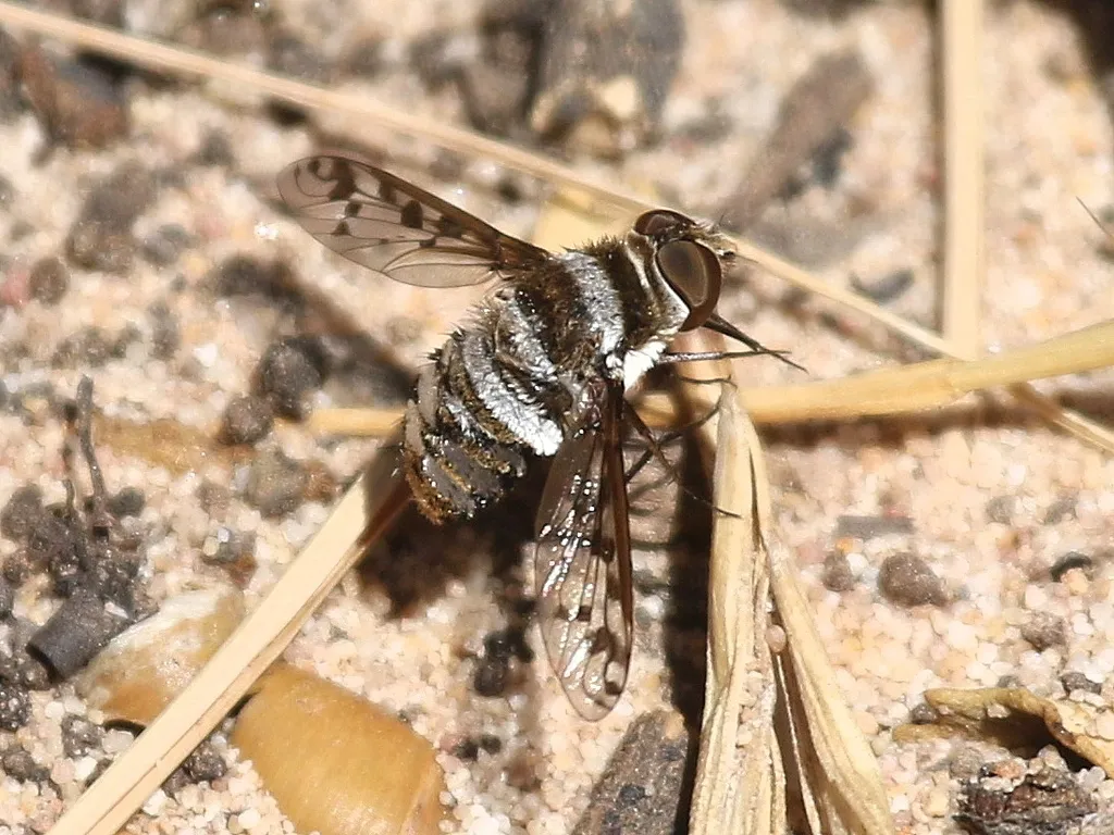 Lepidanthrax californicus - photo 2