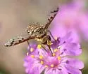 Lepidanthrax disjunctus
