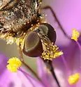 Lepidanthrax disjunctus - photo 2
