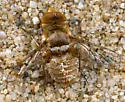 Lepidanthrax homologus