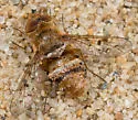 Lepidanthrax homologus - photo 2