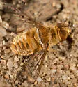 Lepidanthrax inauratus - photo 2