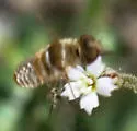Lepidanthrax linsdalei - photo 2
