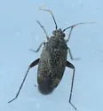 Lepidargyrus ancorifer - photo 3