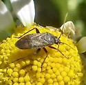 Lepidargyrus ancorifer - photo 4