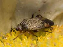 Lepidargyrus ancorifer - photo 5