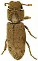 Lepidocnemeplatia sericea - photo 4