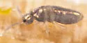 Lepidocyrtus cinereus - photo 4