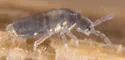 Lepidocyrtus cinereus - photo 5