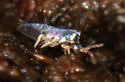 Lepidocyrtus curvicollis