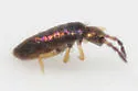 Lepidocyrtus cyaneus
