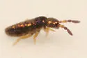 Lepidocyrtus cyaneus - photo 2