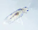 Lepidocyrtus cyaneus - photo 4