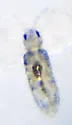 Lepidocyrtus cyaneus - photo 5