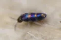 Lepidocyrtus fimicolus