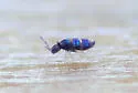 Lepidocyrtus fimicolus - photo 2