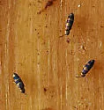 Lepidocyrtus fimicolus - photo 3