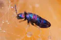 Lepidocyrtus fimicolus - photo 4