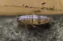 Lepidocyrtus finus