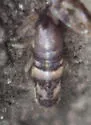 Lepidocyrtus finus - photo 2
