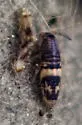 Lepidocyrtus finus - photo 3