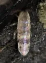 Lepidocyrtus finus - photo 4