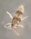 Lepidocyrtus floridensis