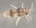 Lepidocyrtus floridensis - photo 2