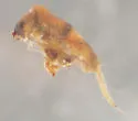 Lepidocyrtus floridensis - photo 3