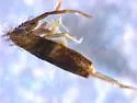 Lepidocyrtus neofasciatus