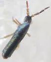 Lepidocyrtus paradoxus