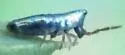 Lepidocyrtus paradoxus - photo 2