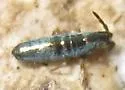 Lepidocyrtus paradoxus - photo 3