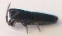 Lepidocyrtus paradoxus - photo 4