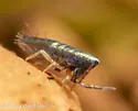 Lepidocyrtus paradoxus - photo 5